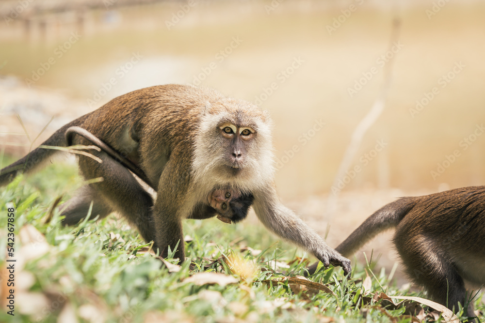 Fototapeta premium Long-tailed macaque monkey carrying baby found in Malaysia. The newborn monkey clings to its mother’s belly.