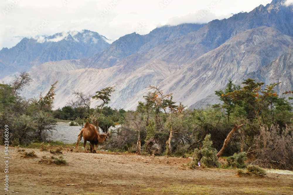 Naklejka premium Beautiful but remote, Hunder village sits like an oasis in the middle of cold desert in Nubra valley, Ladakh - India