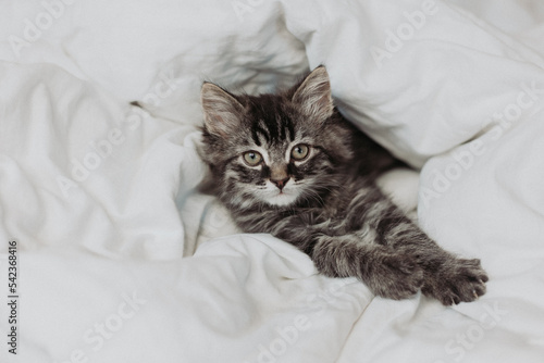 a cute gray kitten is lying next to a bed with white cotton bedding. Pets at home