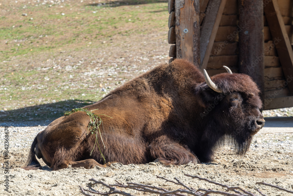 American buffalo known as bison, Bos bison in a german park American buffalo known as bison, Bos bison in a german park