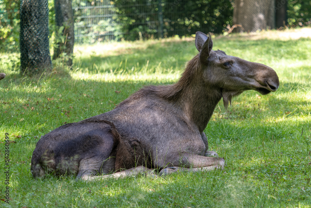 European Moose, Alces alces, also known as the elk European Moose, Alces alces, also known as the elk