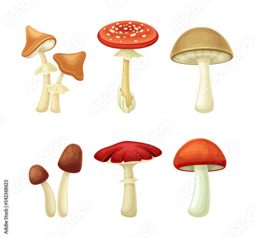 Forest edible and poisonous mushrooms types set vector illustration