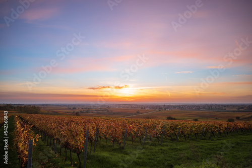 weinberge im herbst