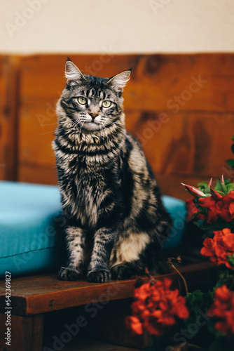 Cute cat sitting next to flowers