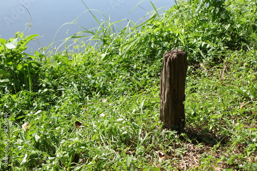 grass in the forest
