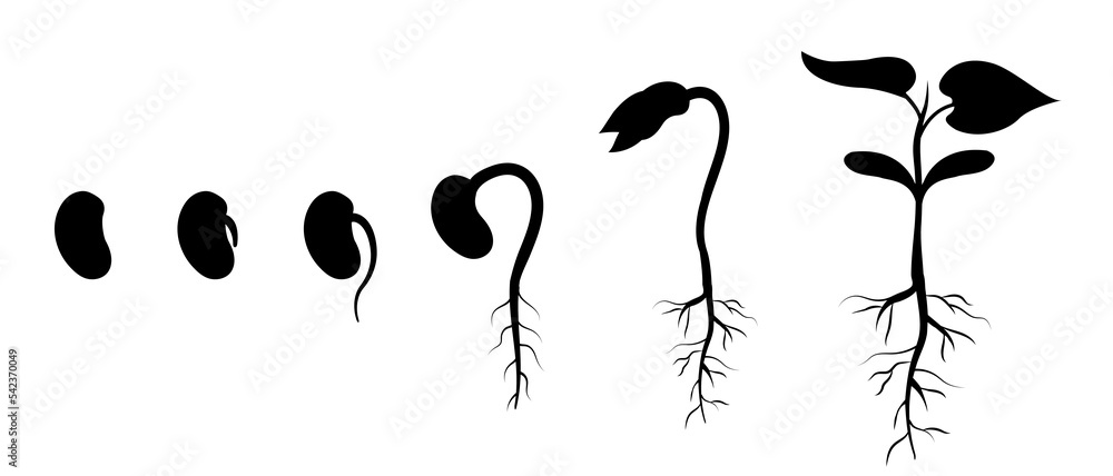 Bean seed germination step by step. Appearance of roots in plant. Silhouette of sprout development Bean seed germination step by step. Appearance of roots in plant. Silhouette of sprout development