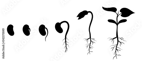 Bean seed germination step by step. Appearance of roots in plant. Silhouette of sprout development photo
