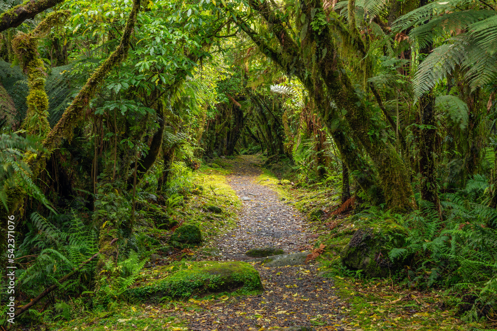 Hiking path in green lush temperate rainforest Hiking path in green lush temperate rainforest