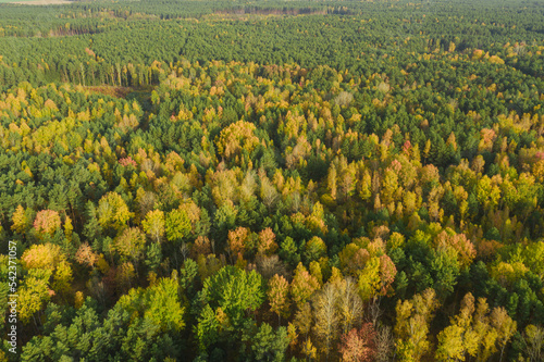 Rozległa równina porośnięta mieszanym, iglasto liściastym lasem. Jest jesień, igły mają zielony kolor, liście są żółte i brązowe. Jest słoneczny dzień. Zdjęcie z drona.
