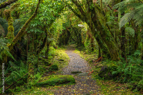 Hiking path in green lush temperate rainforest photo