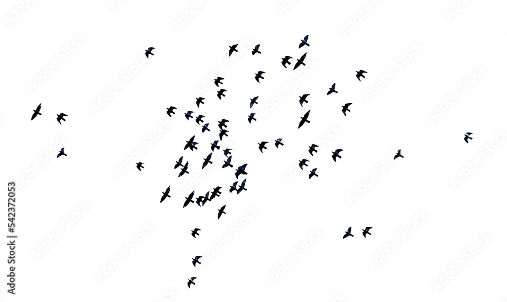 flock of birds png