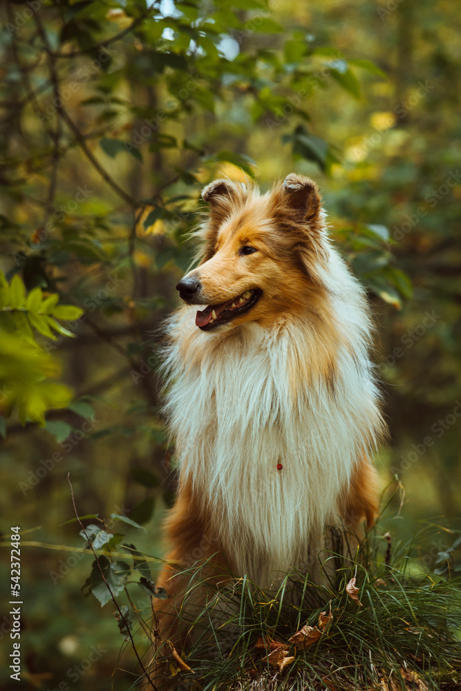 Collie dog standing in forest Collie dog standing in forest