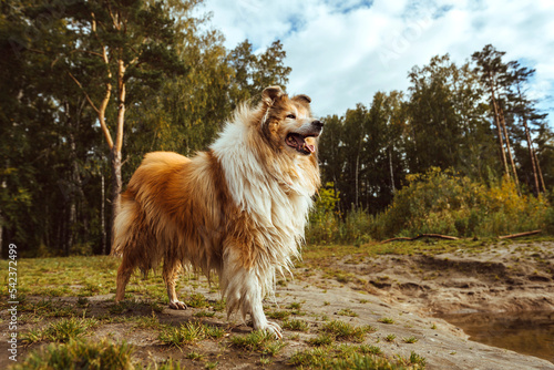 Collie dog standing in front of trees at park photo