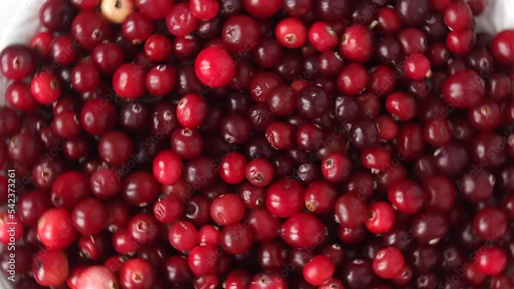 Fresh red cranberry berries close-up slowly rotate. Fresh red cranberry berries close-up slowly rotate.