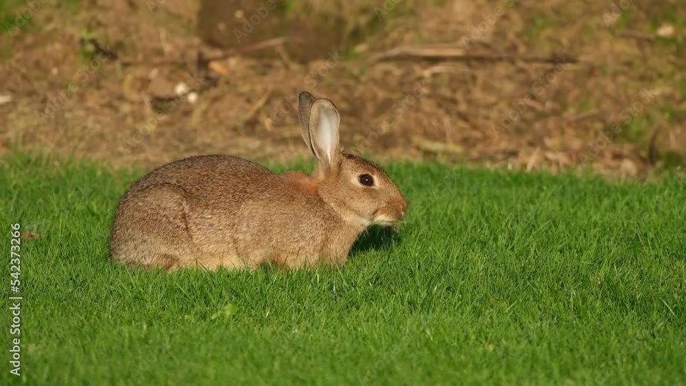 Wild rabbit feeding on grass in caravan holiday park. Wild rabbit feeding on grass in caravan holiday park.