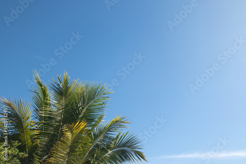 Green palm leaf in the corner with blue sky background