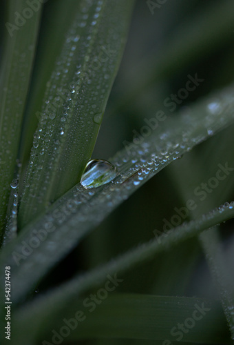 water drops on grass