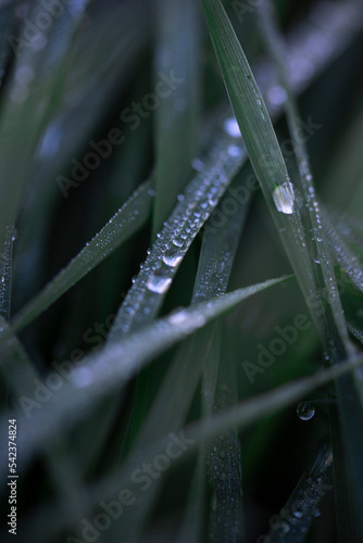 water drops on grass