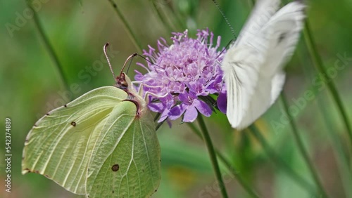 Macro of common brimstone (Gonepteryx rhamni) and green-veined white (Pieris napi) butterflies photo