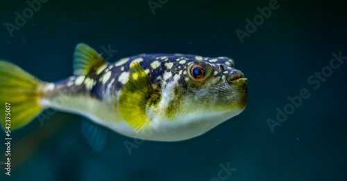 Closeup shot of an evileye pufferfish (Amblyrhynchotes honckenii) swimming in the water photo