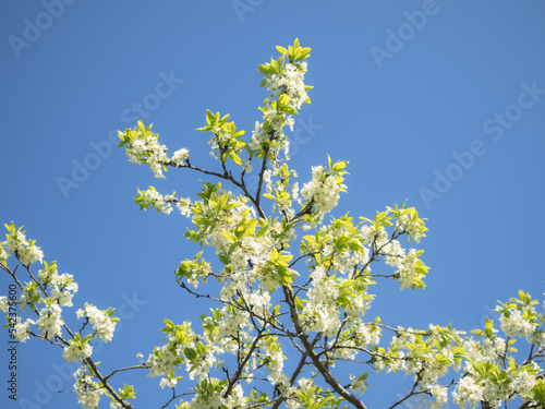 blossoming apple tree against the sky