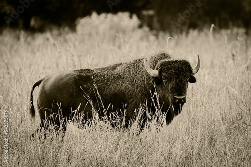 lone bison on the prairie photo