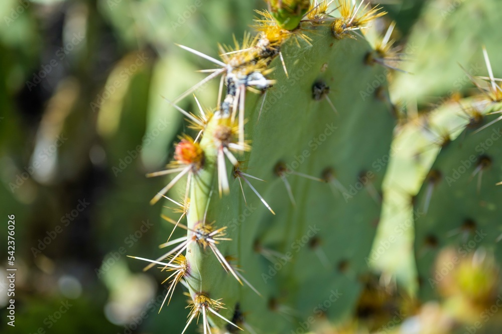 A spiny wild cactus plant in Saguaro National Park, Arizona A spiny wild cactus plant in Saguaro National Park, Arizona