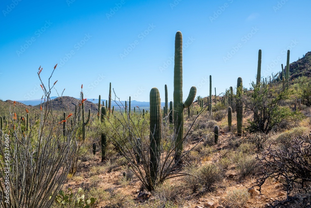 A long slender Saguaro Cactus in Tucson, Arizona