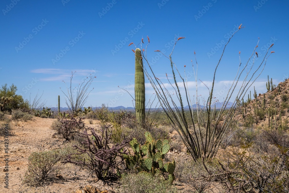 A long slender Saguaro Cactus in Tucson, Arizona A long slender Saguaro Cactus in Tucson, Arizona