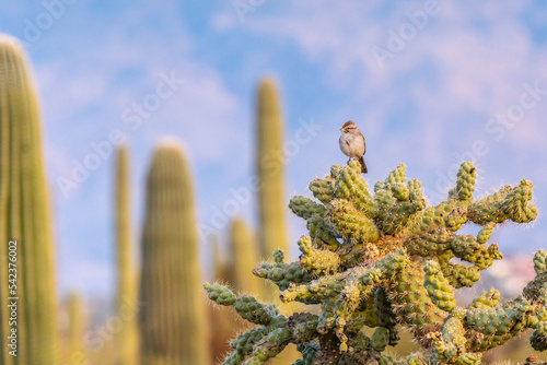 Wallpaper Mural A Rufous Winged Sparrow in Tucson, Arizona Torontodigital.ca