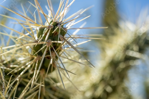 A spiny wild cactus plant in Saguaro National Park  Arizona