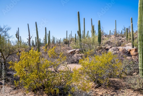 A long slender Saguaro Cactus in Tucson  Arizona