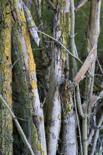 tree trunk in the forest background
