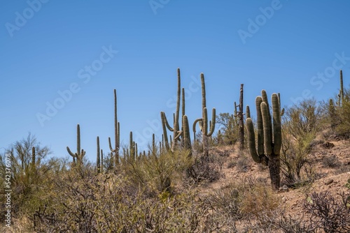A long slender Saguaro Cactus in Tucson, Arizona