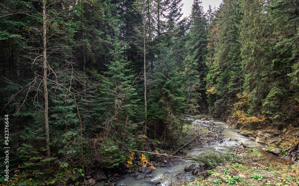 Obraz premium A small river in a coniferous forest in a mountainous area.