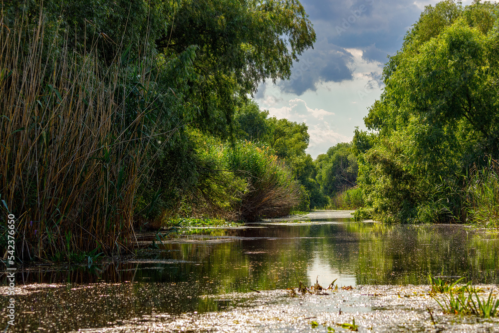 The swamps and wilderness of the Danube Delta in Romania The swamps and wilderness of the Danube Delta in Romania