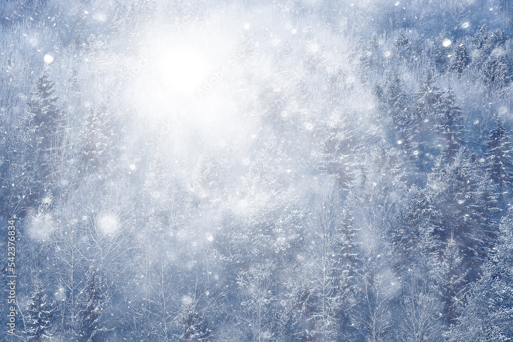 Fototapeta premium winter background snowfall trees abstract blurred white