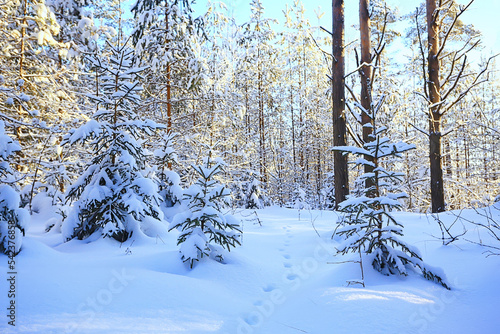 sunny view in winter forest, sun landscape nature