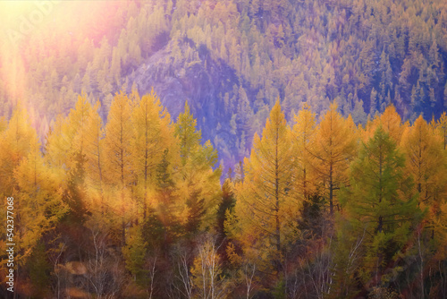 scenery yellow larch beautiful autumn forest  ecology climate change