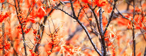 sea buckthorn ripe berries on bushes, medicine vitamin c antioxidant nutrition