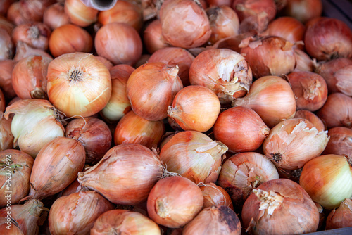fresh onions in the market
