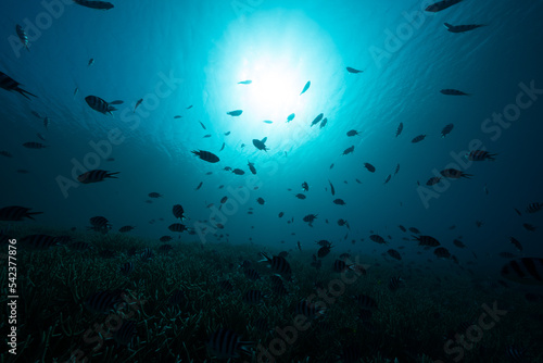 小笠原　エダサンゴの海　ロクセンスズメダイの群れ © shota