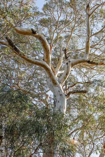 eucalyptus tree against blue sky