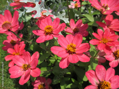 春の花壇に美しく咲き誇る、赤が鮮やかなジニアの花
