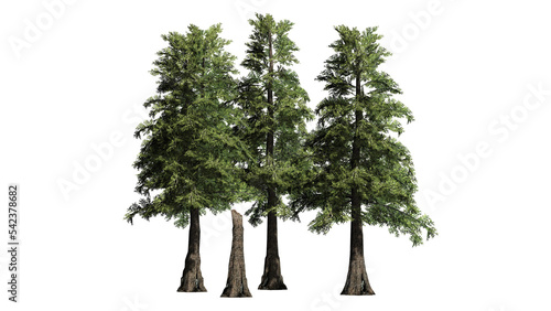 Western Red Cedar tree on transparent background - 3D Illustration