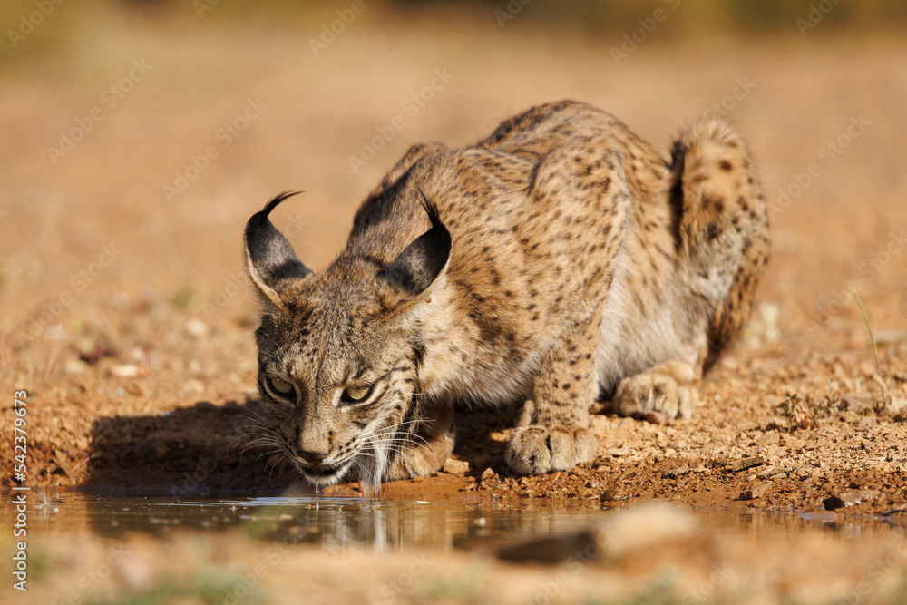 Obraz premium Lince ibérico en su entorno natural en libertad.
