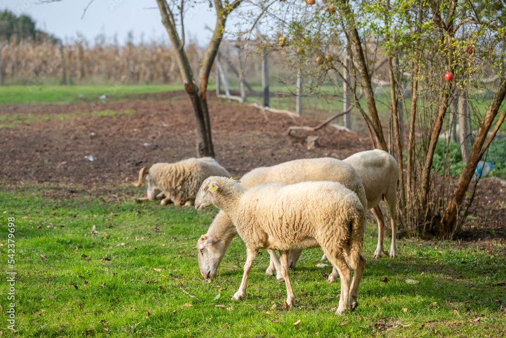 flock of sheep grazing in green countryside flock of sheep grazing in green countryside