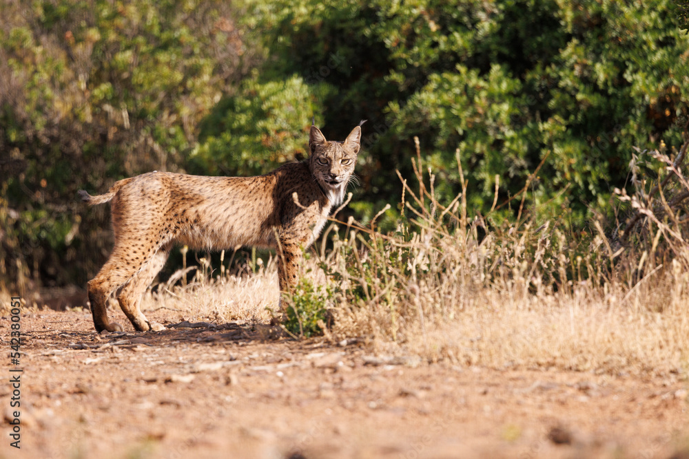 Obraz premium Lince ibérico en su entorno natural en libertad.