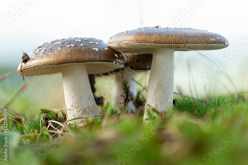 Group of poisonous panther cap mushrooms (Amanita pantherina) photo