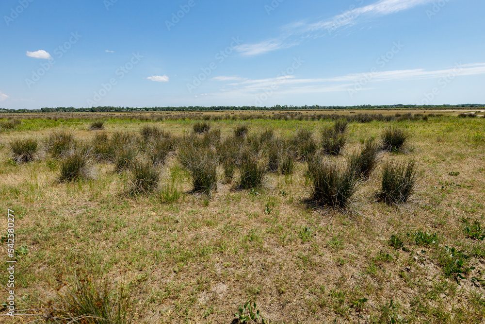 The Landscape of the Latea Forest in the Danube Delta The Landscape of the Latea Forest in the Danube Delta